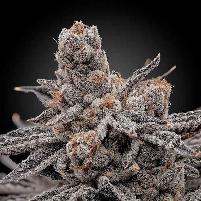 Close-up of a cannabis plant bud with frost on a black background