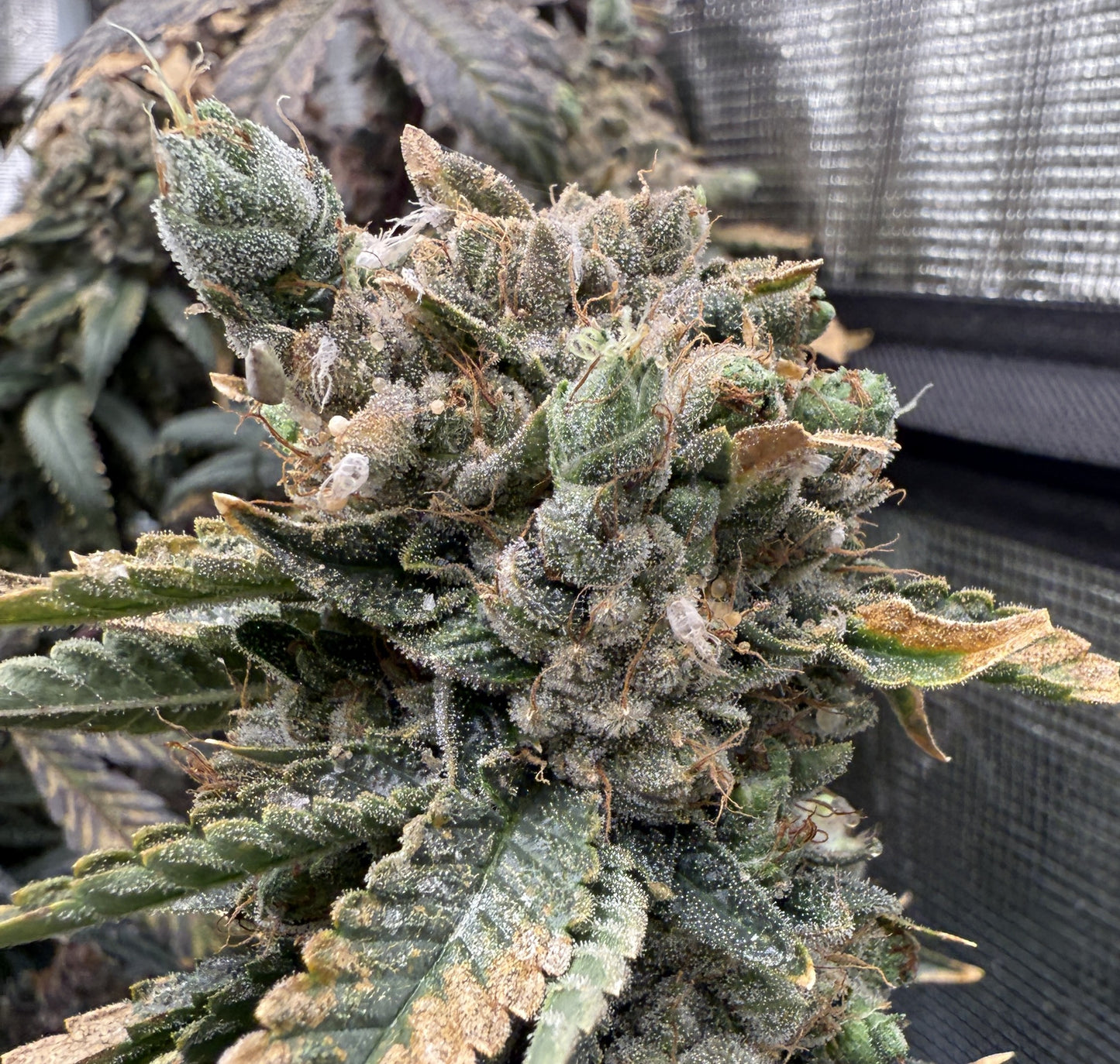 Close-up of a cannabis plant with trichomes on a blurred background