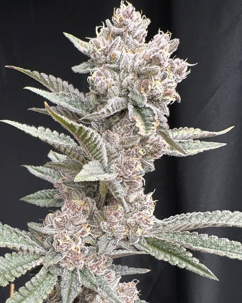 Closeup of a frosty green bud.