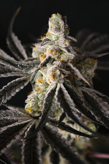 Close-up of a cannabis plant with frost on its leaves against a dark background