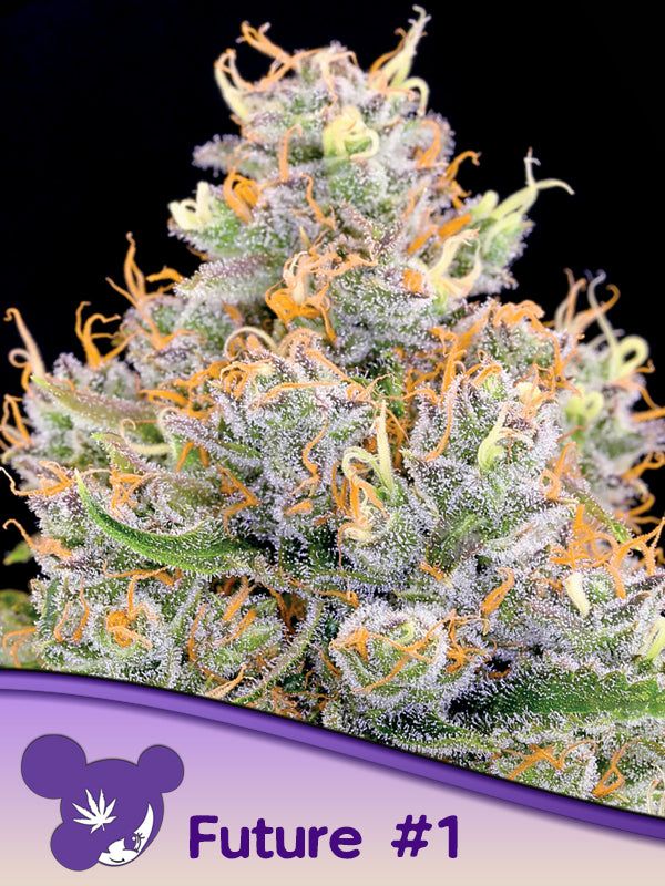 Future #1 - Anesia Seeds - Clone - Breedlove Genetics