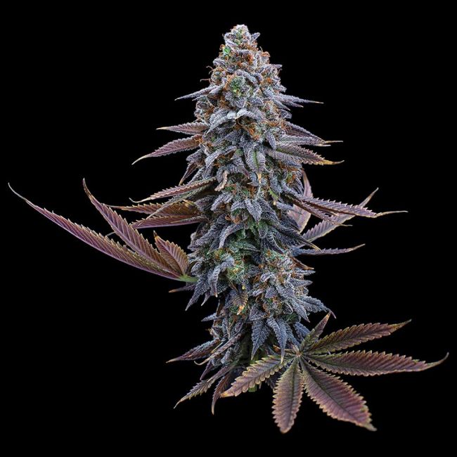 Close-up of a cannabis plant on a black background