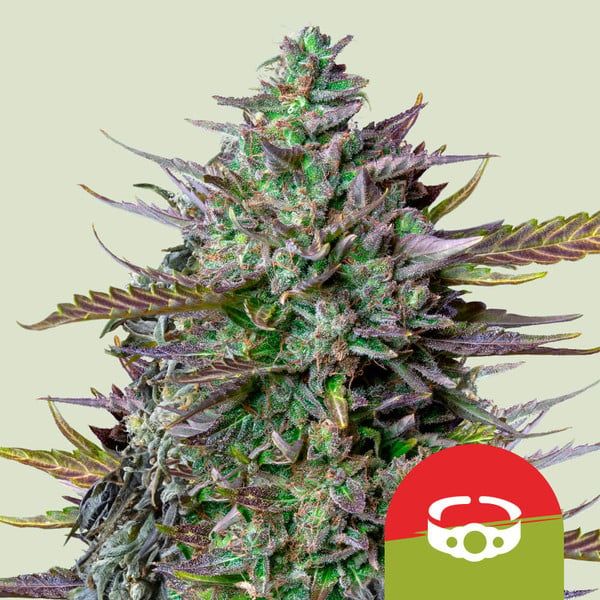 Close-up of a cannabis plant with a Poké Ball logo on a light green background