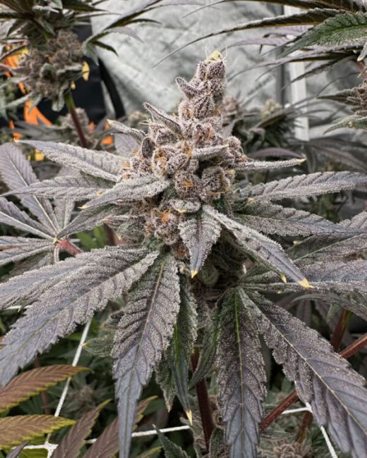 Close-up of a cannabis plant with large leaves and buds.