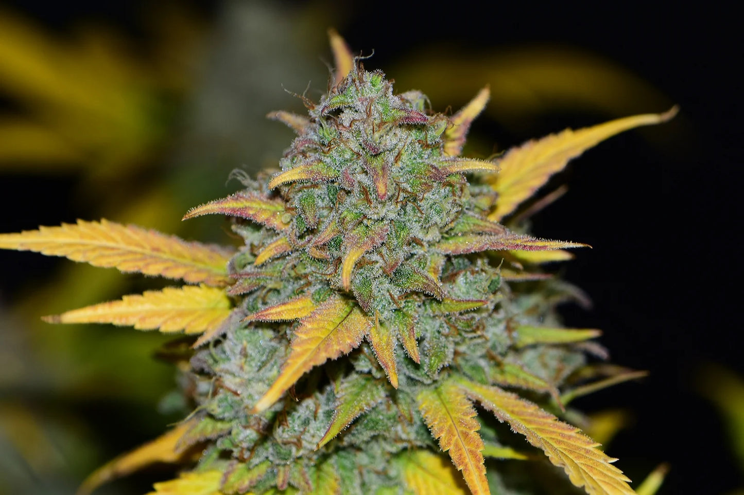 Gelato Auto - Fast Buds