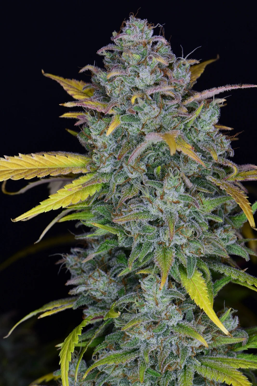 Gelato Auto - Fast Buds