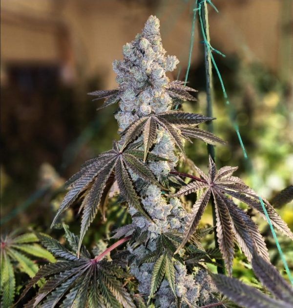 Gen 1 Duet Mix Pack Fast - Ethos Genetics