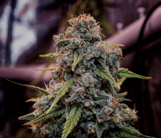 Close-up of a cannabis plant with a blurred background