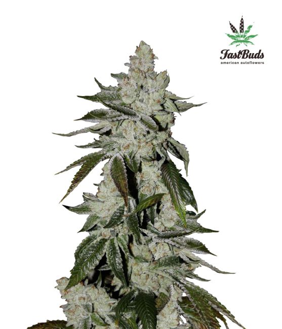 Mature cannabis plant with large buds on a white background, featuring the FastBuds logo.