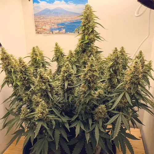 Grown cannabis plants indoors with a scenic window view outside.