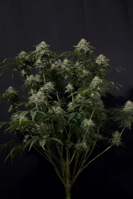 Mature cannabis plant with dense buds against a black background