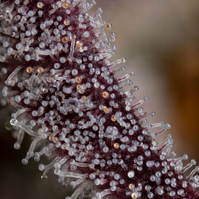 Close-up of a frost-covered plant with a blurred background