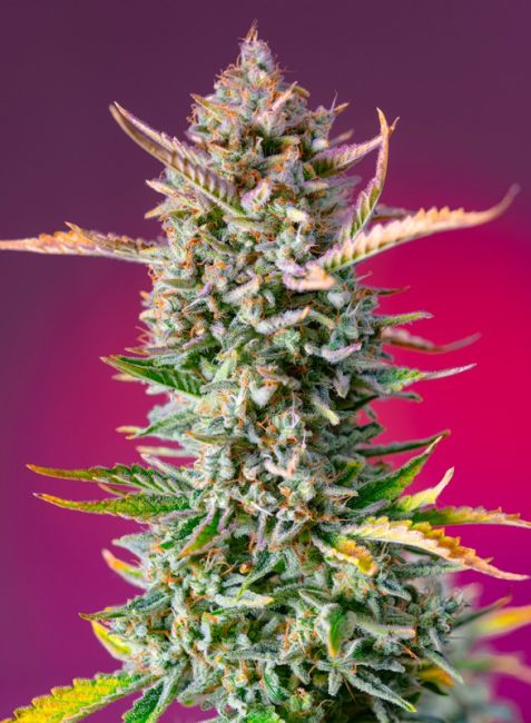 Gorilla Sherbet F1 Fast - Sweet Seeds