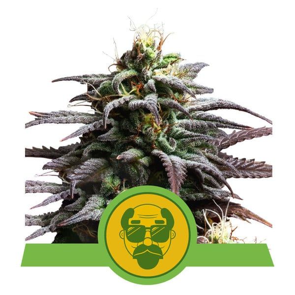 Close-up of a cannabis plant with a branded logo at the bottom.