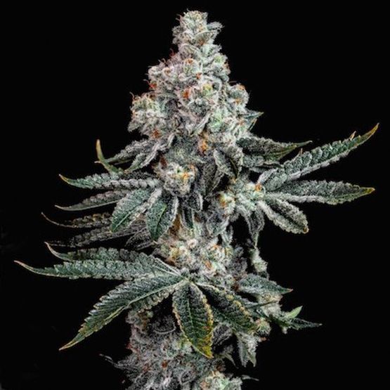 Close-up of a cannabis plant bud on a black background