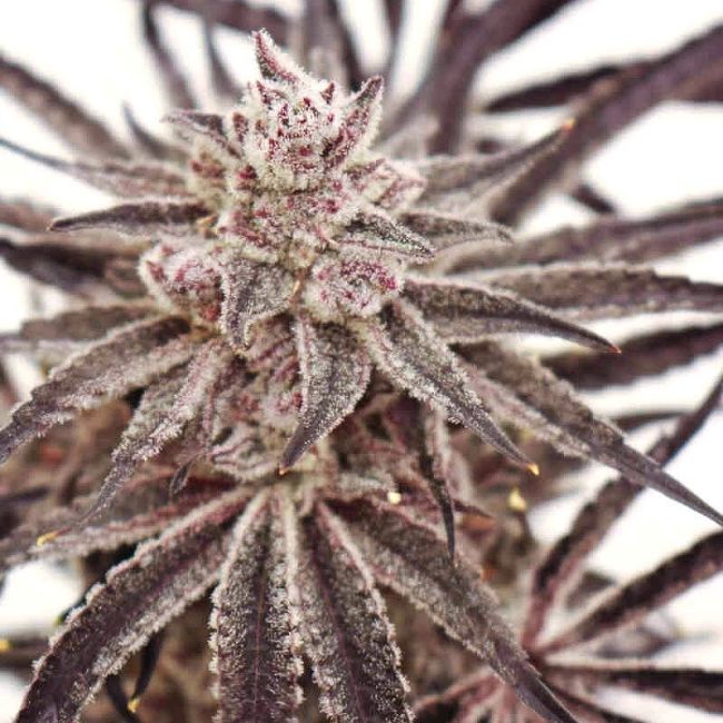 Close-up of a cannabis plant with purple and green leaves.