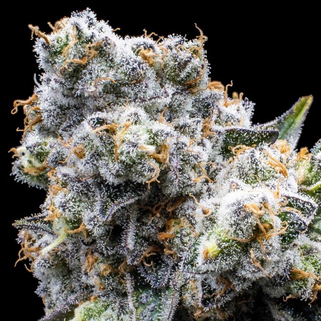 Close-up of a cannabis plant with frosty buds