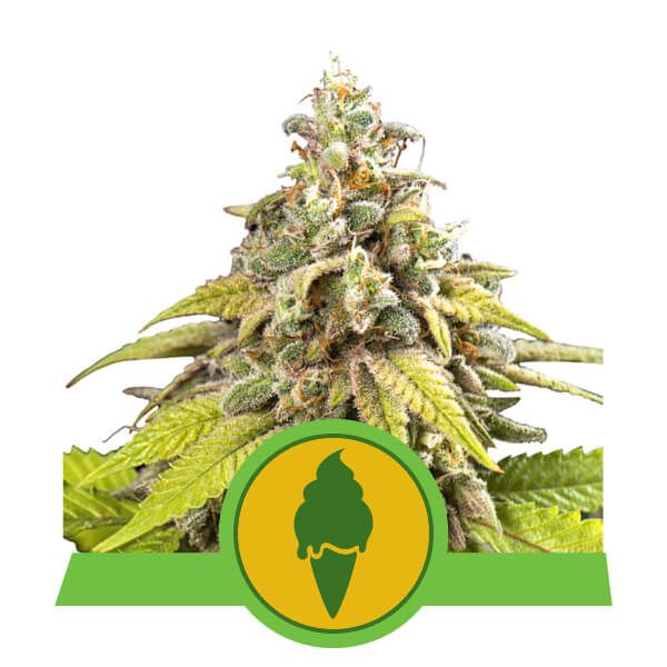Close-up of a cannabis plant with a green logo featuring an ice cream cone on a white background