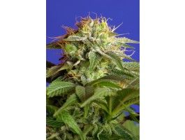 Green Poison F1 Fast - Sweet Seeds