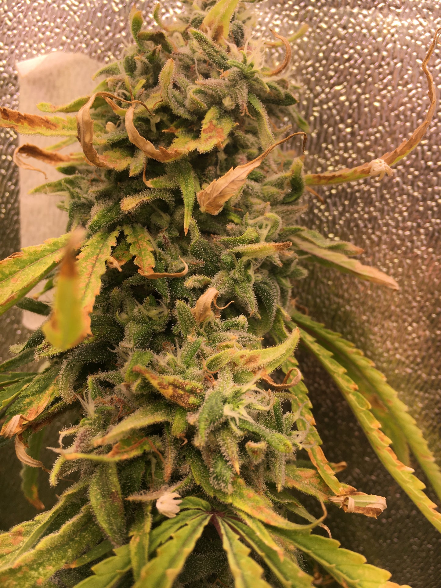 Hawaiian Haze - Breedlove Genetics