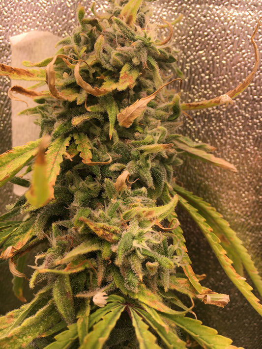 Hawaiian Haze - Breedlove Genetics