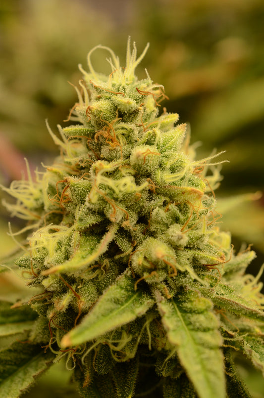 Hawaiian Candy - Breedlove Genetics