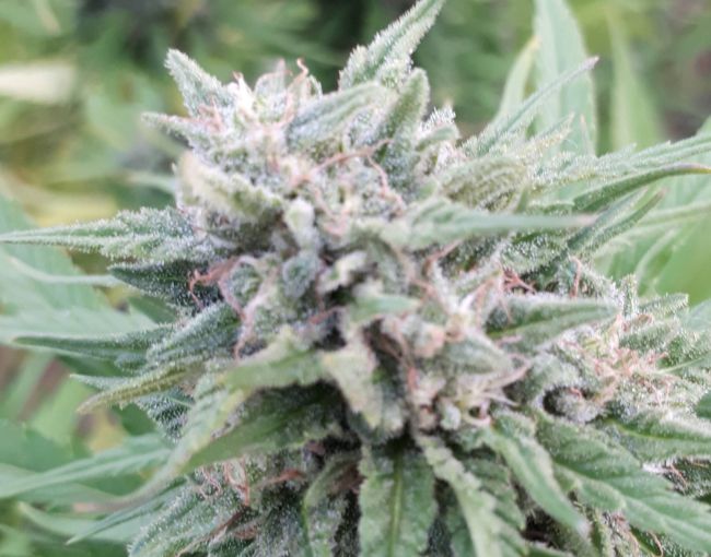 Close-up of a cannabis plant with green leaves and visible buds.