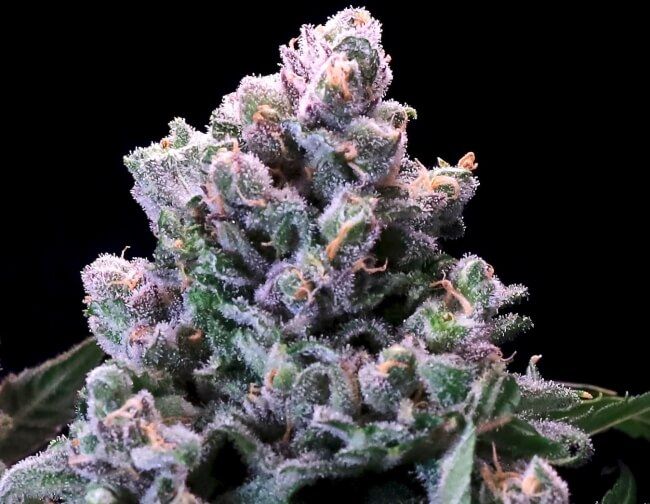 Huckleberry Pie Fast - Atlas Seed