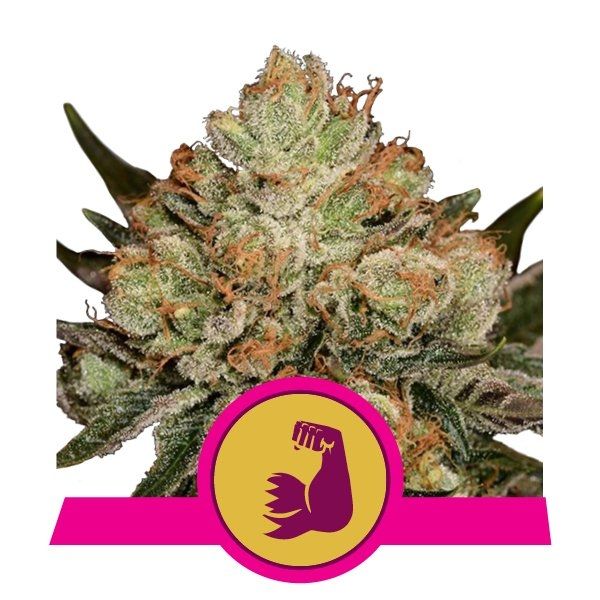 Close-up of a cannabis bud with a pink and yellow logo featuring a raised fist.