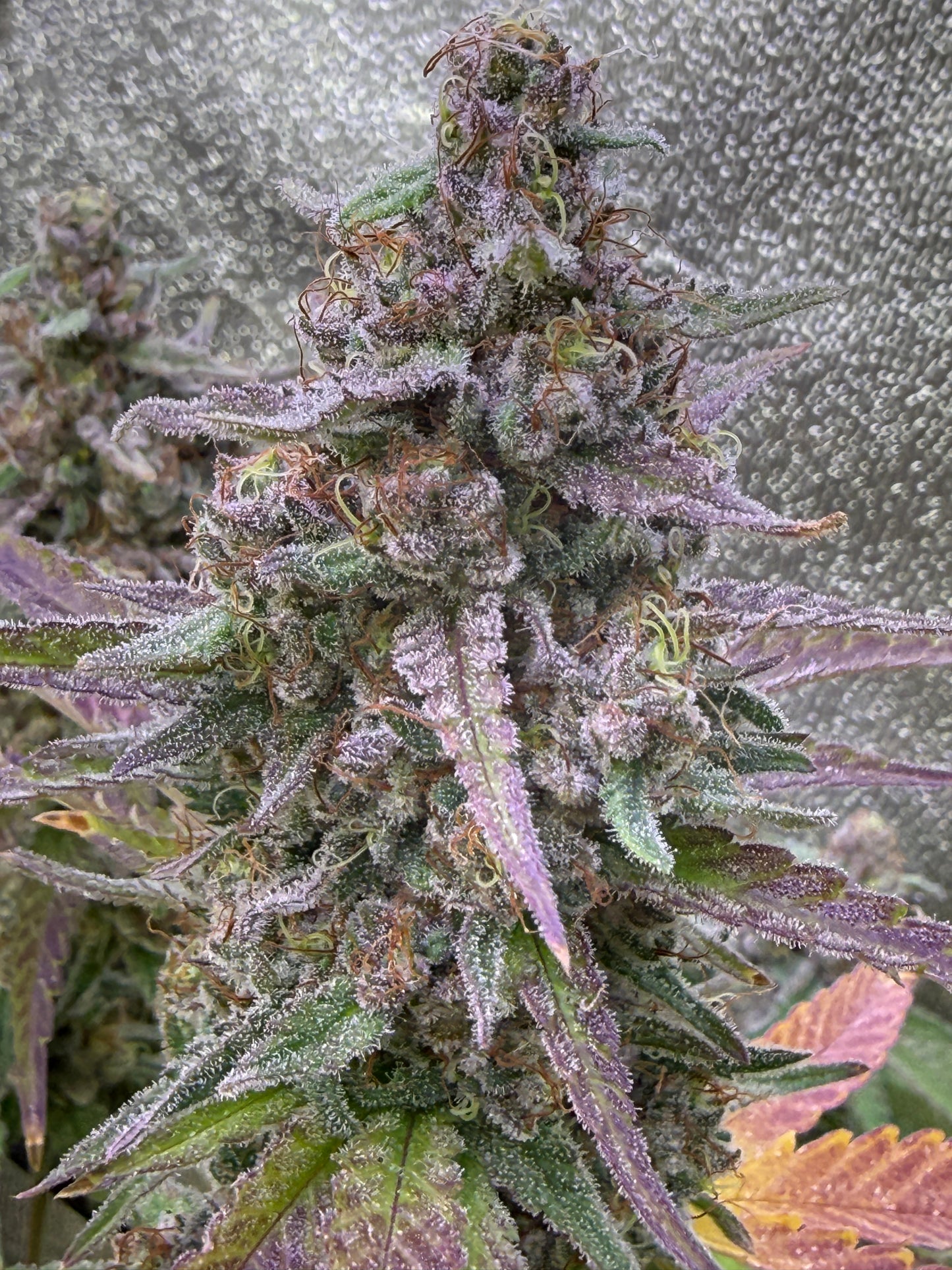 Close-up of a frosty purple and green cannabis bud covered in white trichomes, set against a textured gray background.
