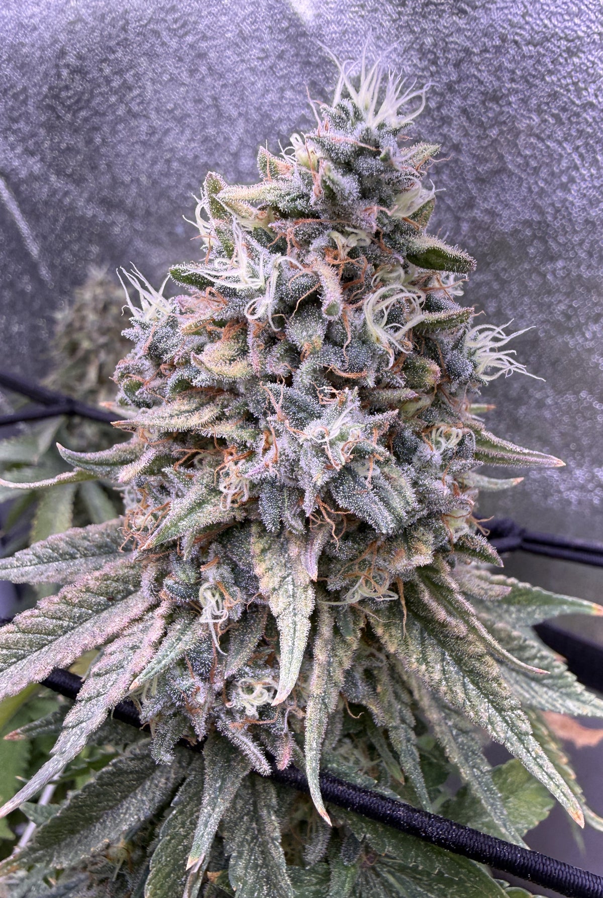 Future #1 - Anesia Seeds - Clone - Breedlove Genetics