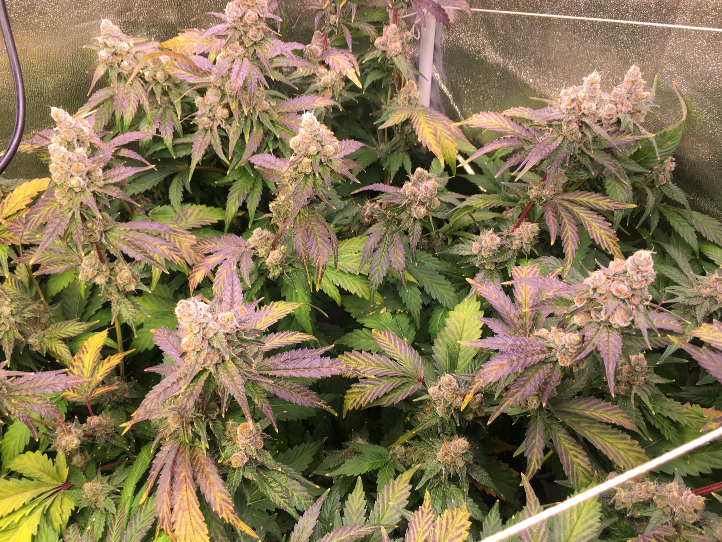 Sampler Mix #1 - Feminized - 10 Labeled Seeds - Breedlove Genetics