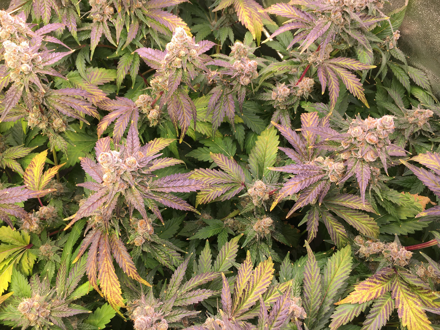 Freska - Breedlove Genetics