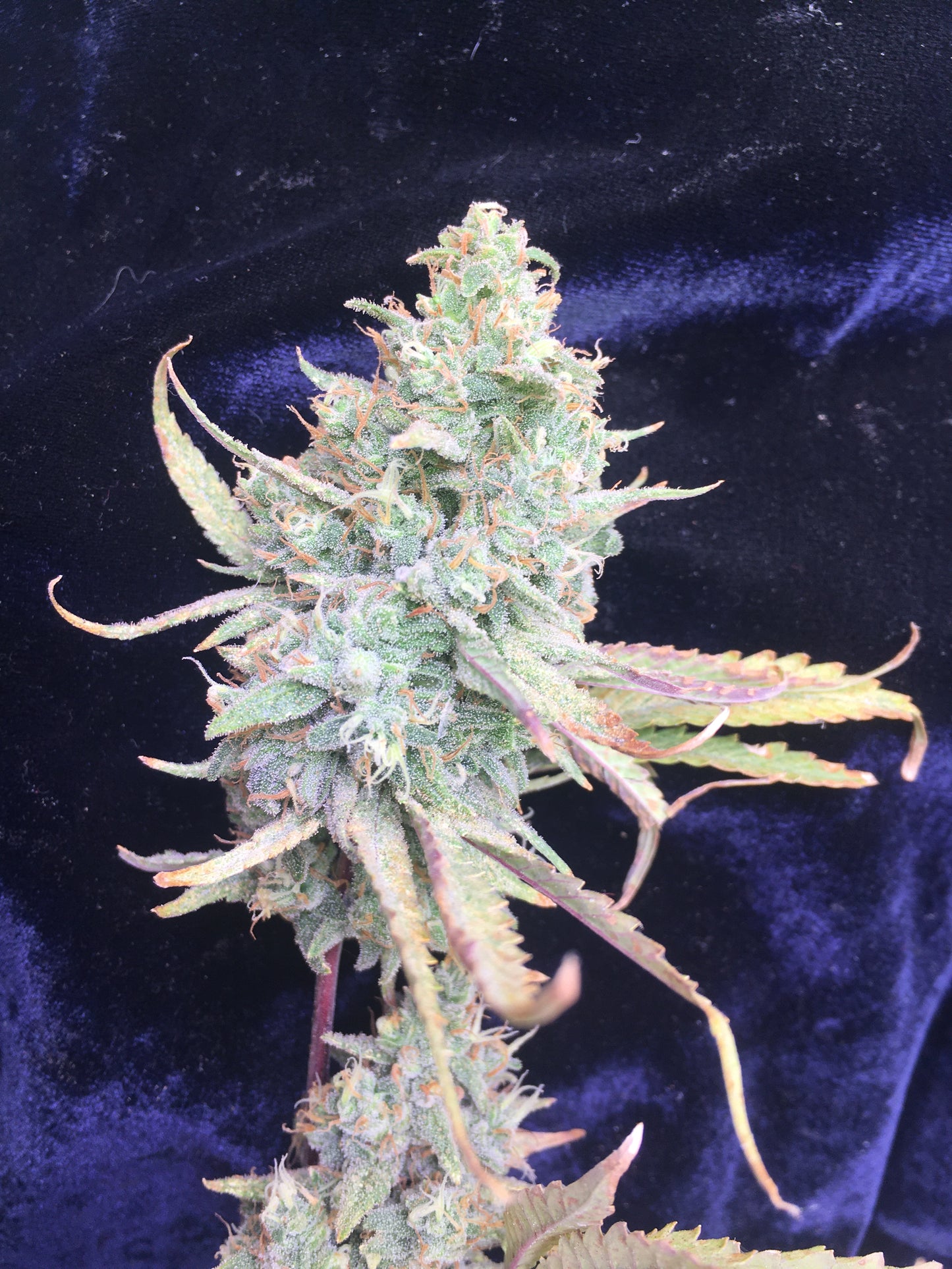 Sampler Mix #1 - Feminized - 10 Labeled Seeds - Breedlove Genetics