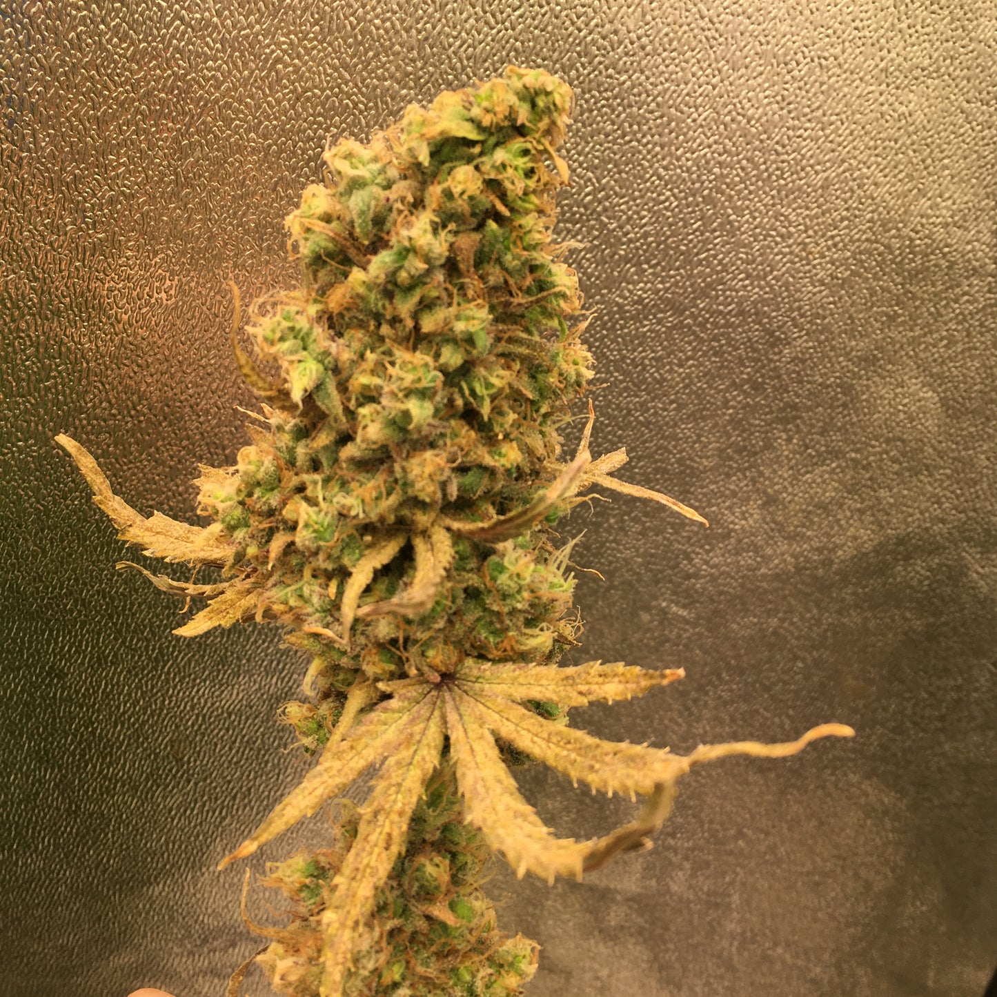 School Bus Skunk - Breedlove Genetics