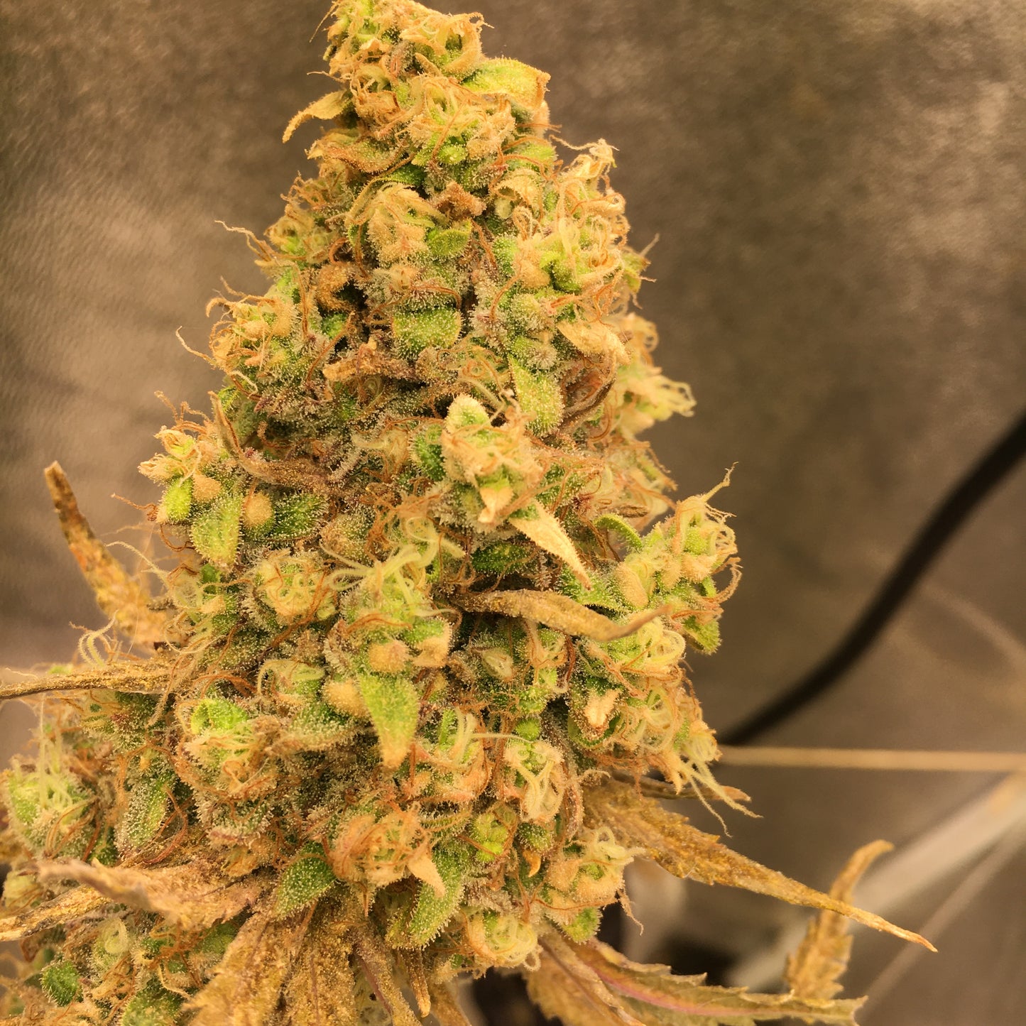 School Bus Skunk - Breedlove Genetics