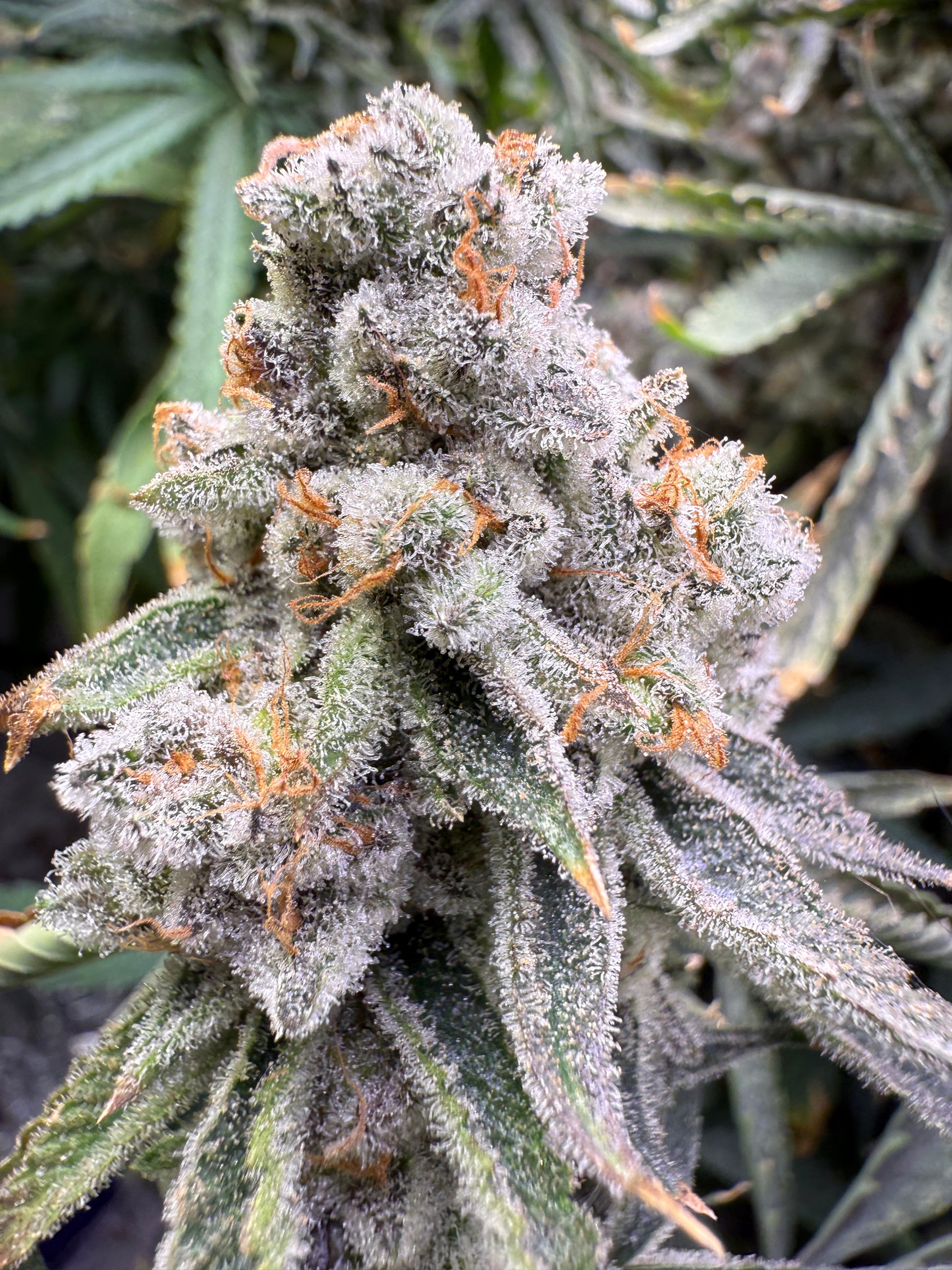 Closeup of a super frosty bud.