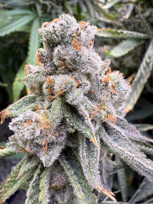 Closeup of a super frosty bud.