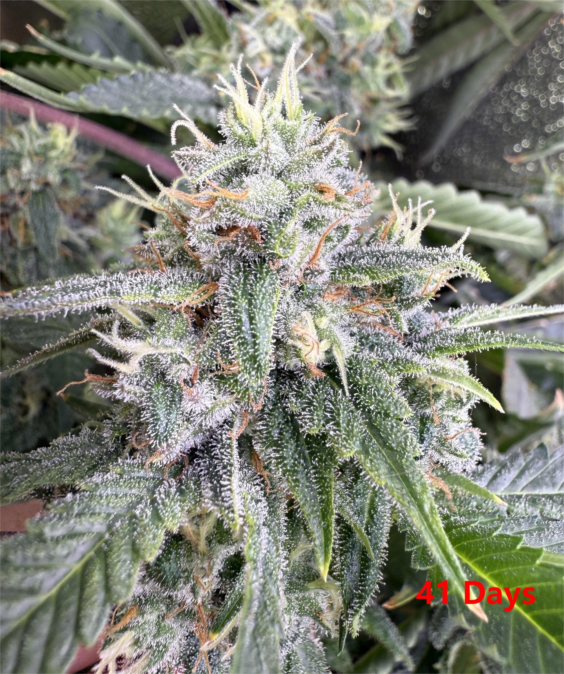 "Close up shot of a dense, resinous light green and dark green cannabis plant with few white pistils, covered in a glistening layer of trichomes. The top is showcased against a plant background, highlighting its intricate details and frosty appearance, typical of high-quality cannabis strains found on Strain Envy.