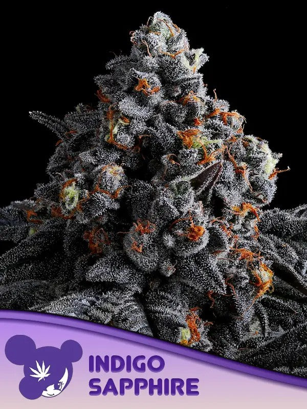 Closeup of a frosty green bud.