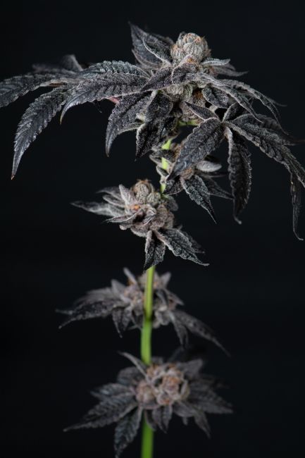 Close-up of a cannabis plant with dark green leaves and buds against a black background
