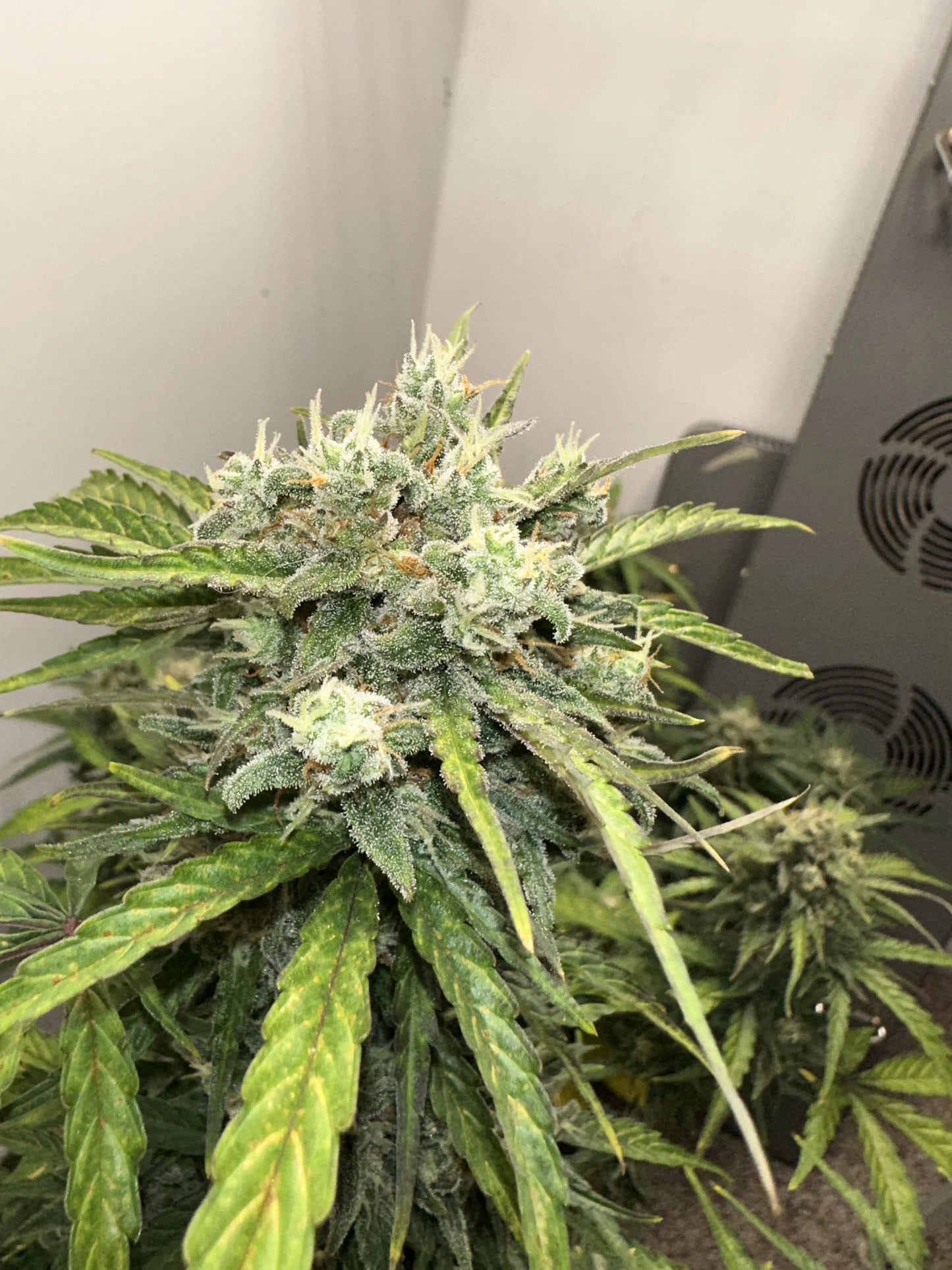 Jack Herer Auto - Fast Buds
