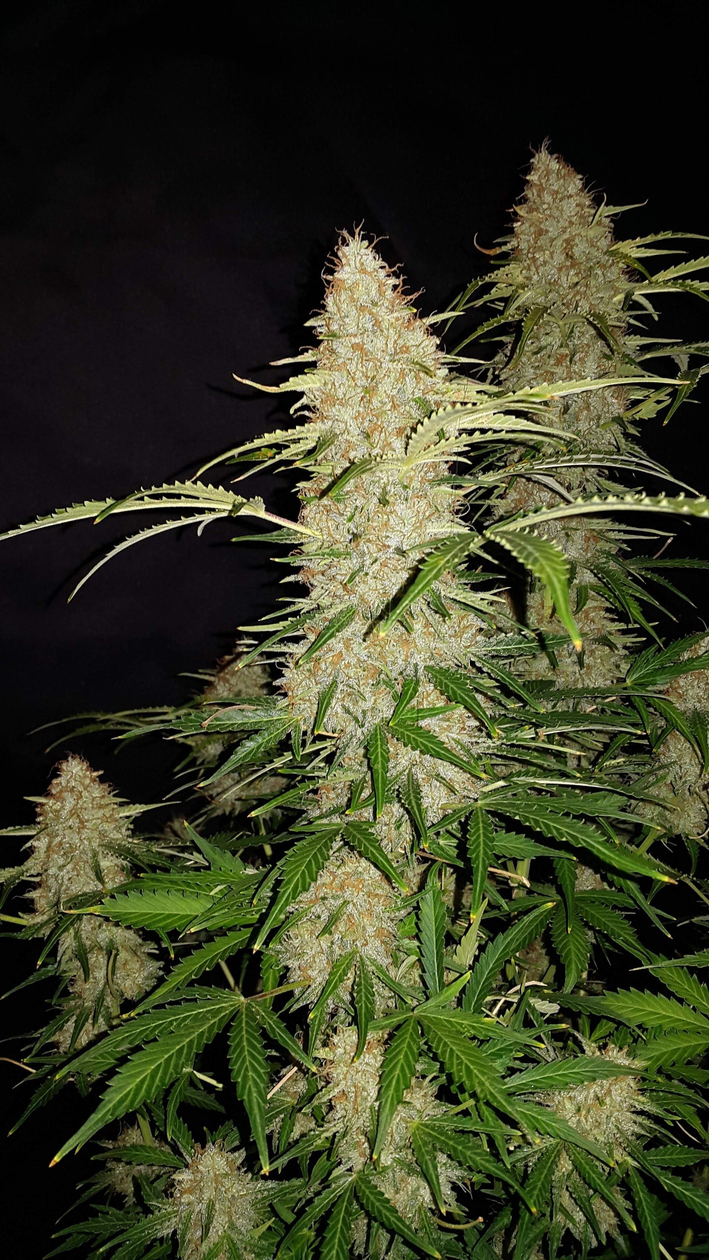 Jack Herer Auto - Fast Buds