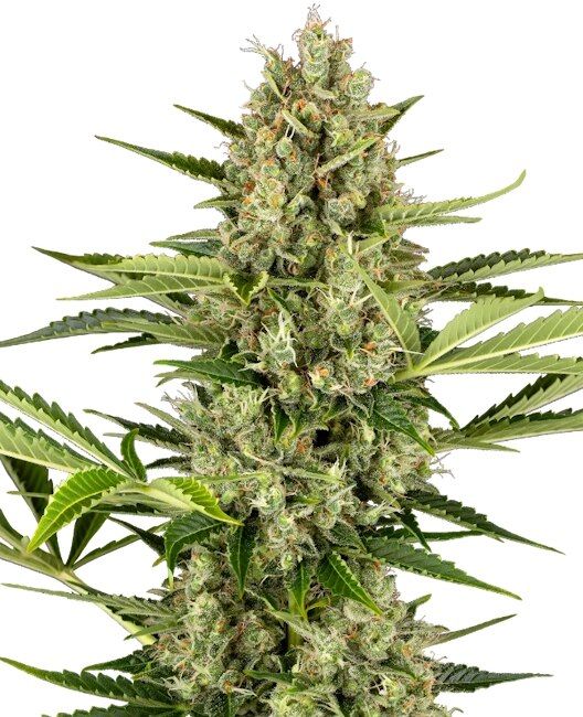 Jack Herer Auto - Sensi Seeds