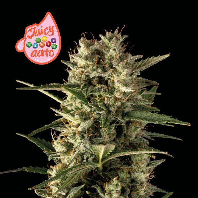 Mature cannabis plant with visible trichomes on a black background, featuring the 'Juicy Bubblez Auto' logo.
