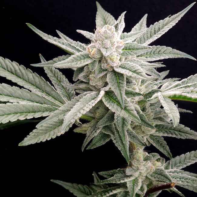 Close-up of a cannabis plant with a black background