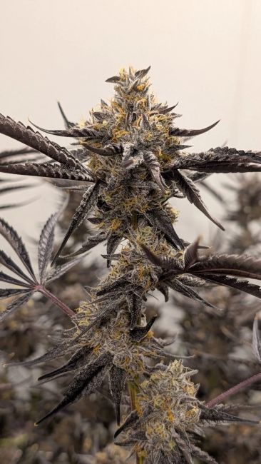 Close-up of a cannabis plant with dense, spiky buds covered in fine trichomes, surrounded by dark purple to brown leaves against a soft, out-of-focus beige background.
