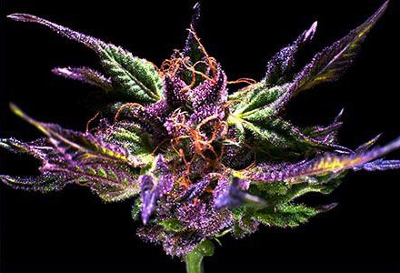 Grand Daddy Purple - Grand Daddy Genetics