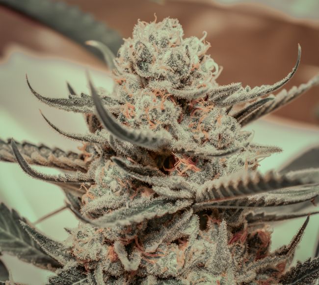 Close-up of a cannabis plant bud with frosty trichomes on a blurred background