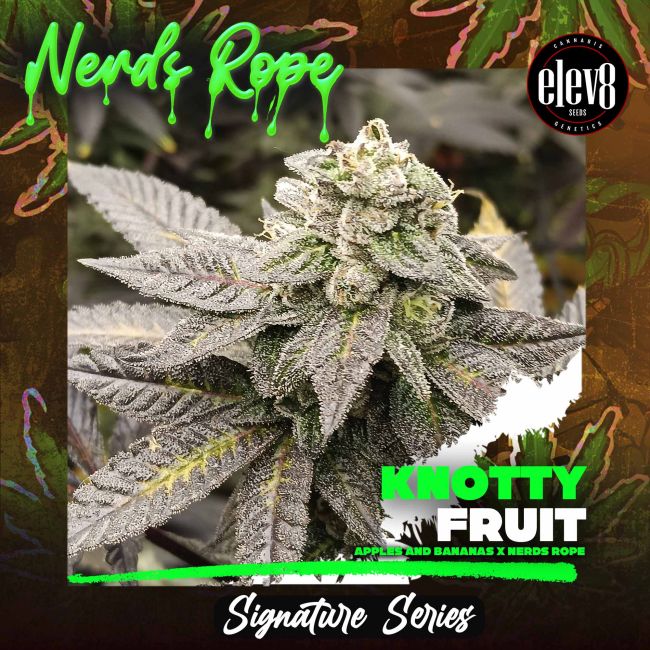 Knotty Fruit - Elev8 Seeds